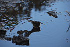 New Zealand - North Island / Rangitoto Island